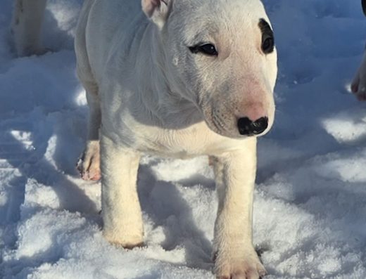 Мініатюрний бультер’єр: Резервування цуценят від розплідника “Fey Tiwaz”