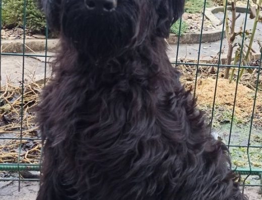 Різеншнауцер: Соціалізовані дівчатка з документами КСУ