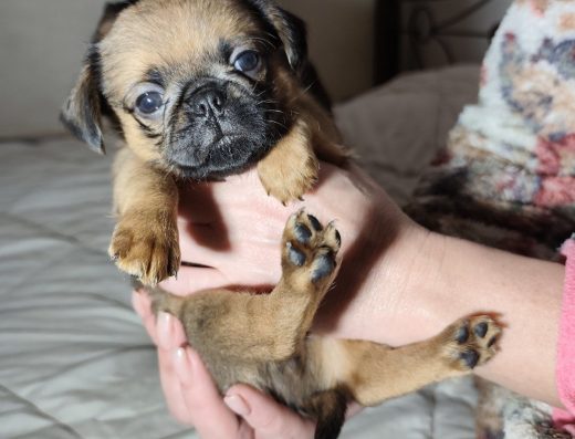 Пті-брабансон: Малюки до бронювання