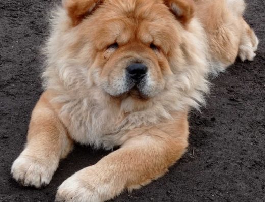 Чау-чау: Руда дівчинка старотипного походження