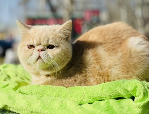 Котик екзот, великий малюк