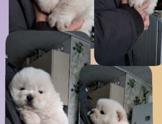 Чау-чау: Єдиний хлопчик у приплоді