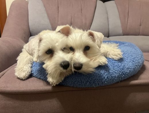 Цвергшнауцер: Білосніжні малюки від титулованих батьків