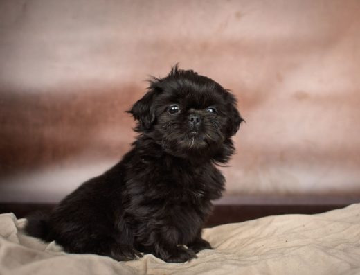 Ши-тцу: Чорна перлина для найкращої родини