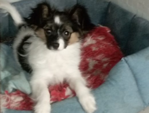 Папільйон: Дуже красива дівчинка від виставкових батьків