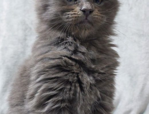 Дівчинка блакитний солід