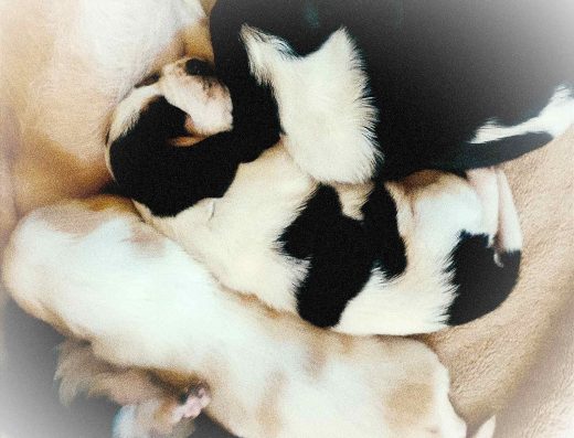 Бассет-хаунд: Бронювання чарівних дівчаток