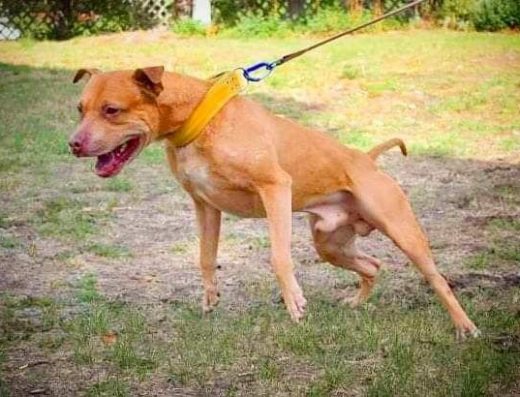 Американський пітбуль-тер’єр: Цуценята робочого розведення