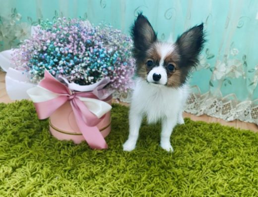 Папільйон: Відкрите бронювання на хлопчиків від розплідника