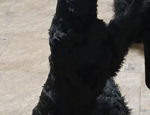 Хлопчик породи Руський чорний тер’єр