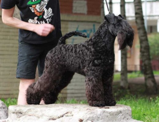 Цуценята породи Керрі-блю-тер’єр