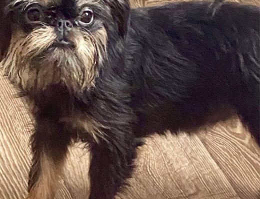 Бельгійський гриффон, дівчинка