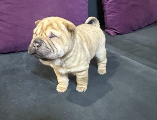 Маленьке чудо породи Шарпей