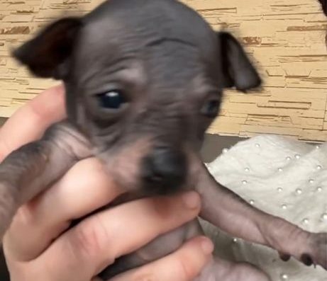 Мексиканський голий собака (Ксоло міні)