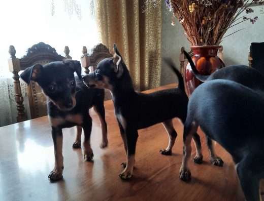 Цуценята рідкісної породи Празький крисарик