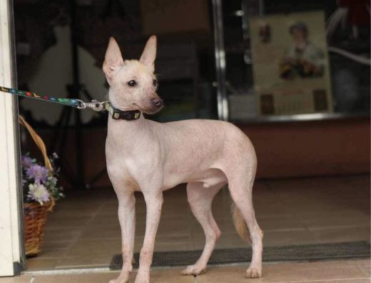 Цуценята породи Мексиканський голий собака