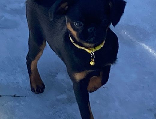 Дівчинка породи Пті-брабансон із документами