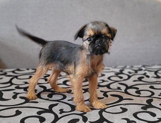 Дівчинка Брюссельського гриффона з документами