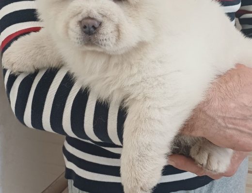 Хлопчик Чау-чау з документами КСУ