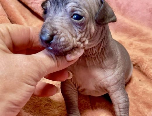 Дівчинка Мексиканського голого собаки (Ксолоїтцкуінтлі)