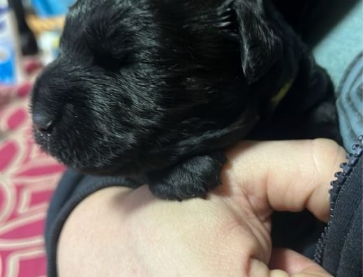 Цуценята Керрі-блу-тер’єра з документами КСУ