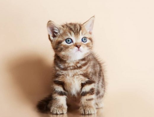 Милый подарок для вашего дома – котята!