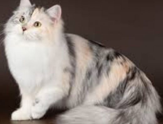 Супер ніжна сибірська дівчинка