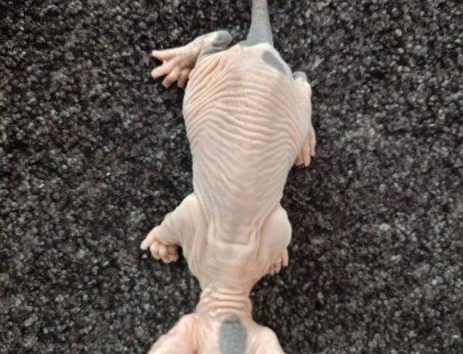 Кошенята Канадського сфінкса