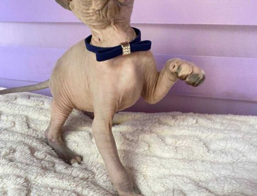 Дівчинка ельф 6 місяців