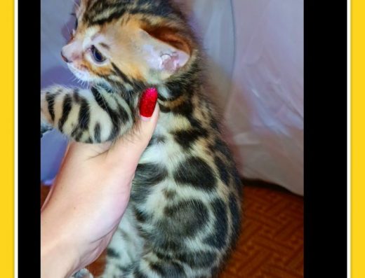 Бенгальські коти: активні та соціалізовані малюки