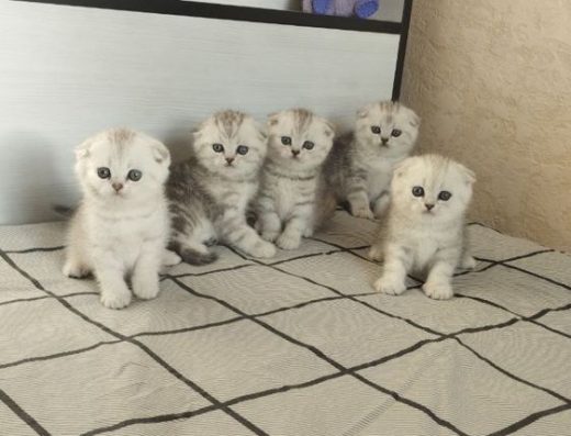 Ніжні кошенята шотландської породи