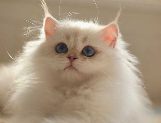 Персидські кошенята