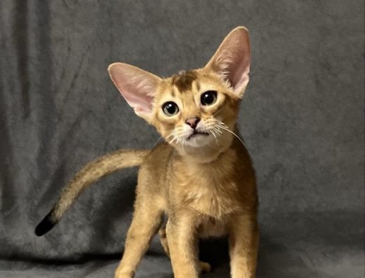 Абіссінські кошенята.