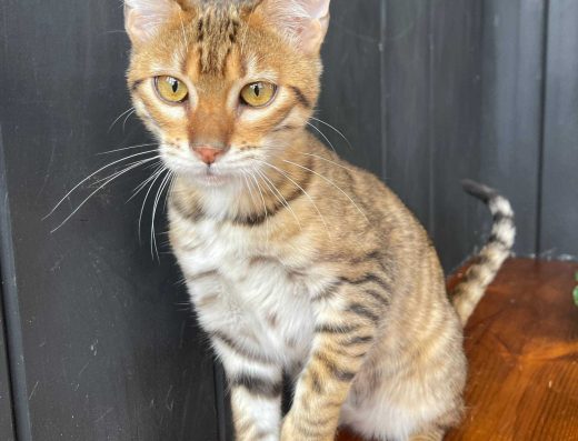 Дівчинка породи Тойгер - Джумбалая