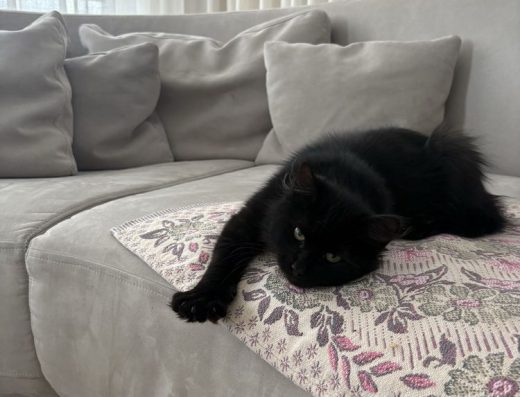 Кошеня (хлопчик) шукає дім