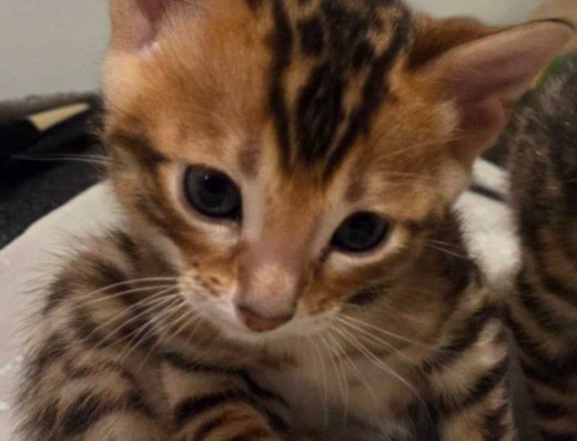 Кошенята бенгали хлопчики, бенгальські чистокровні, готові до переїзду