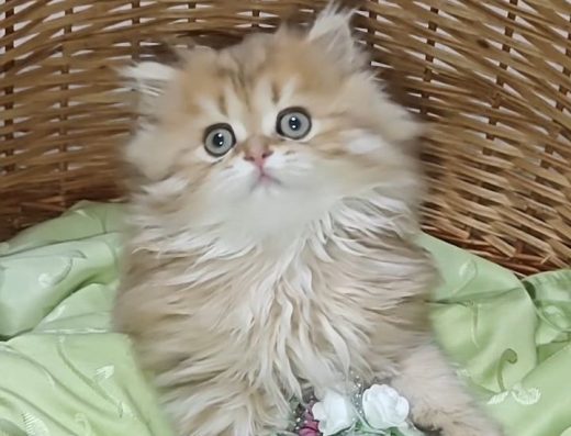 Дуже гарний хлопчик золота шиншила