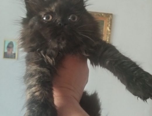 Мейн-куна і сибірського кота