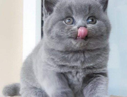 Британські плюшеві кошенята.