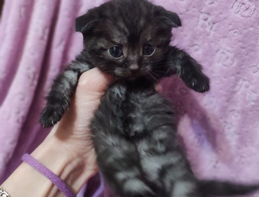 Чорний дим теббі Шотландський висловухий