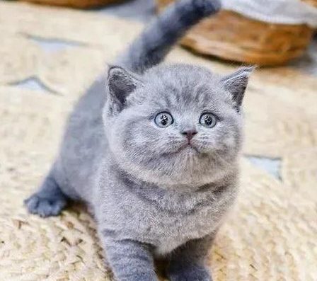 Британські плюшеві кошенята.