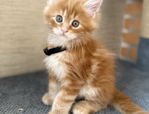 Кошенята Мейн-кун Red Tabby