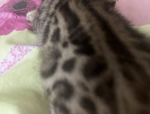 Бенгальські котики