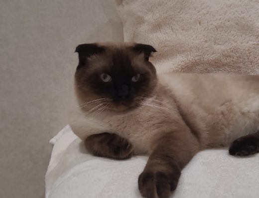 Продається котик Шотландский весловухий