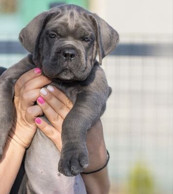 Цуценята Кане-корсо з розплідника “Stella Di Perla Nera”