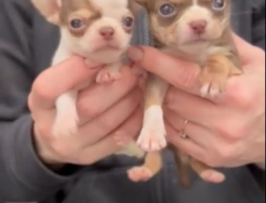 Мікро цуценята Чихуахуа