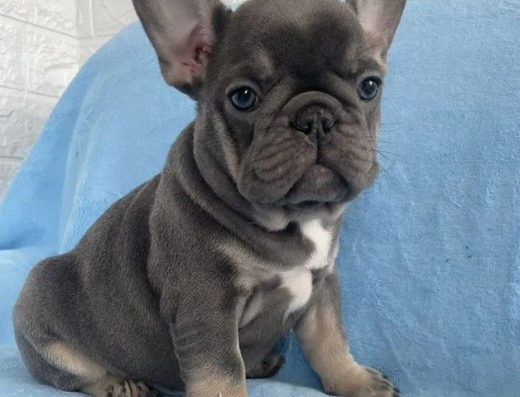 Блакитний хлопчик породи Французький бульдог