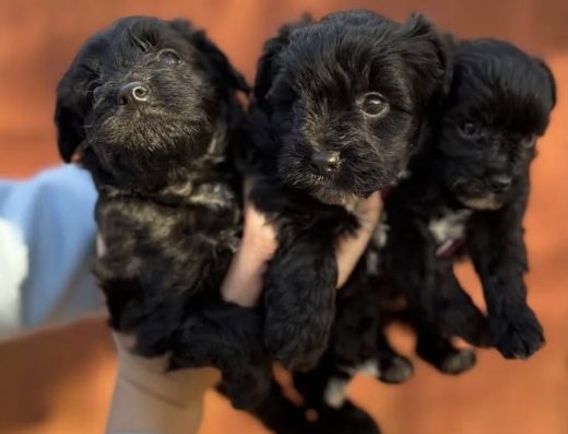 Малюки Мальтипу міні F1 з щепленнями