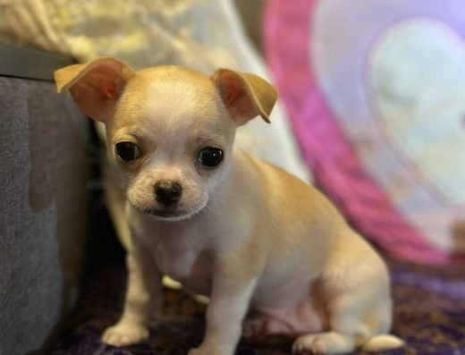 Цуценята Чихуахуа: хлопчик та дівчинка