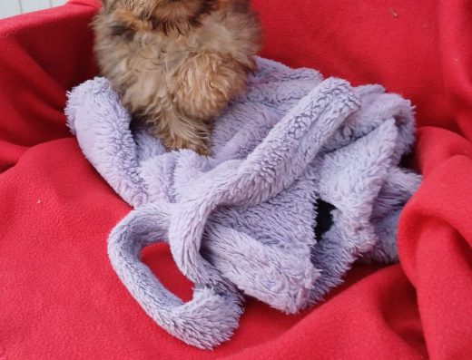 Міні хлопчик Йоркширського тер’єра: золотистий малюк